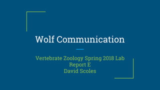 Wolf Communication
Vertebrate Zoology Spring 2018 Lab
Report E
David Scoles
 