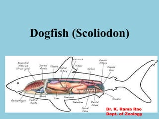 Dogfish (Scoliodon)
Dr. K. Rama Rao
Dept. of Zoology
 