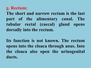 g. Rectum:
The short and narrow rectum is the last
part of the alimentary canal. The
tubular rectal (caecal) gland opens
dorsally into the rectum.
Its function is not known. The rectum
opens into the cloaca through anus. Into
the cloaca also open the urinogenital
ducts.
 