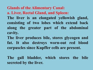 Glands of the Alimentary Canal:
a. Liver, Rectal Gland, and Spleen:
The liver is an elongated yellowish gland,
consisting of two lobes which extend back
along the greater part of the abdominal
cavity.
The liver produces bile, stores glycogen and
fat. It also destroys worn-out red blood
corpuscles since Kupffer cells are present.
The gall bladder, which stores the bile
secreted by the liver.
 