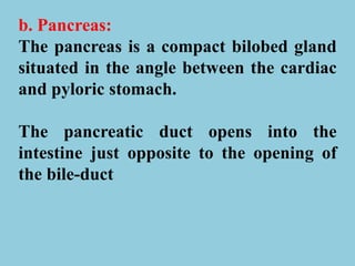 b. Pancreas:
The pancreas is a compact bilobed gland
situated in the angle between the cardiac
and pyloric stomach.
The pancreatic duct opens into the
intestine just opposite to the opening of
the bile-duct
 