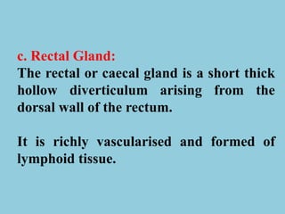 c. Rectal Gland:
The rectal or caecal gland is a short thick
hollow diverticulum arising from the
dorsal wall of the rectum.
It is richly vascularised and formed of
lymphoid tissue.
 