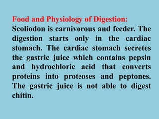 Food and Physiology of Digestion:
Scoliodon is carnivorous and feeder. The
digestion starts only in the cardiac
stomach. The cardiac stomach secretes
the gastric juice which contains pepsin
and hydrochloric acid that converts
proteins into proteoses and peptones.
The gastric juice is not able to digest
chitin.
 