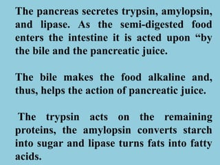 The pancreas secretes trypsin, amylopsin,
and lipase. As the semi-digested food
enters the intestine it is acted upon “by
the bile and the pancreatic juice.
The bile makes the food alkaline and,
thus, helps the action of pancreatic juice.
The trypsin acts on the remaining
proteins, the amylopsin converts starch
into sugar and lipase turns fats into fatty
acids.
 