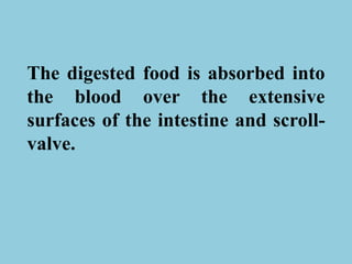 The digested food is absorbed into
the blood over the extensive
surfaces of the intestine and scroll-
valve.
 