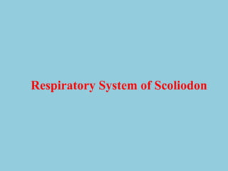 Respiratory System of Scoliodon
 