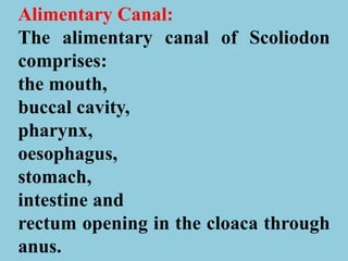 Alimentary Canal:
The alimentary canal of Scoliodon
comprises:
the mouth,
buccal cavity,
pharynx,
oesophagus,
stomach,
intestine and
rectum opening in the cloaca through
anus.
 