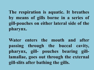 The respiration is aquatic. It breathes
by means of gills borne in a series of
gill-pouches on either lateral side of the
pharynx.
Water enters the mouth and after
passing through the buccal cavity,
pharynx, gill- pouches bearing gill-
lamallae, goes out through the external
gill-slits after bathing the gills.
 