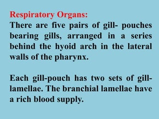 Respiratory Organs:
There are five pairs of gill- pouches
bearing gills, arranged in a series
behind the hyoid arch in the lateral
walls of the pharynx.
Each gill-pouch has two sets of gill-
lamellae. The branchial lamellae have
a rich blood supply.
 