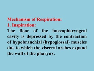 Mechanism of Respiration:
1. Inspiration:
The floor of the buccopharyngeal
cavity is depressed by the contraction
of hypobranchial (hypoglossal) muscles
due to which the visceral arches expand
the wall of the pharynx.
 