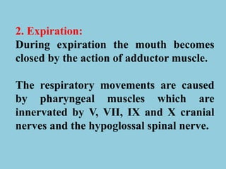2. Expiration:
During expiration the mouth becomes
closed by the action of adductor muscle.
The respiratory movements are caused
by pharyngeal muscles which are
innervated by V, VII, IX and X cranial
nerves and the hypoglossal spinal nerve.
 