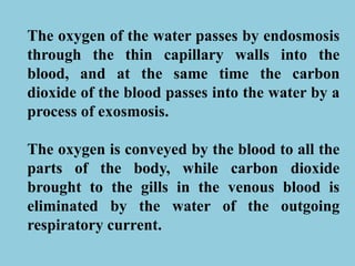 The oxygen of the water passes by endosmosis
through the thin capillary walls into the
blood, and at the same time the carbon
dioxide of the blood passes into the water by a
process of exosmosis.
The oxygen is conveyed by the blood to all the
parts of the body, while carbon dioxide
brought to the gills in the venous blood is
eliminated by the water of the outgoing
respiratory current.
 