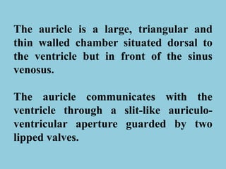 The auricle is a large, triangular and
thin walled chamber situated dorsal to
the ventricle but in front of the sinus
venosus.
The auricle communicates with the
ventricle through a slit-like auriculo-
ventricular aperture guarded by two
lipped valves.
 