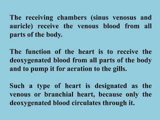 The receiving chambers (sinus venosus and
auricle) receive the venous blood from all
parts of the body.
The function of the heart is to receive the
deoxygenated blood from all parts of the body
and to pump it for aeration to the gills.
Such a type of heart is designated as the
venous or branchial heart, because only the
deoxygenated blood circulates through it.
 