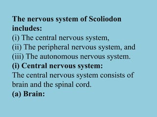 The nervous system of Scoliodon
includes:
(i) The central nervous system,
(ii) The peripheral nervous system, and
(iii) The autonomous nervous system.
(i) Central nervous system:
The central nervous system consists of
brain and the spinal cord.
(a) Brain:
 
