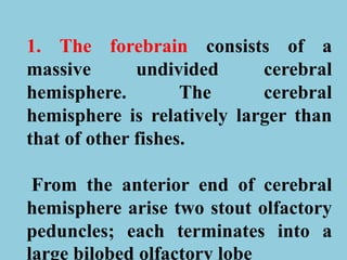 1. The forebrain consists of a
massive undivided cerebral
hemisphere. The cerebral
hemisphere is relatively larger than
that of other fishes.
From the anterior end of cerebral
hemisphere arise two stout olfactory
peduncles; each terminates into a
large bilobed olfactory lobe
 