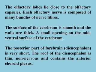 The olfactory lobes lie close to the olfactory
capsules. Each olfactory nerve is composed of
many bundles of nerve fibres.
The surface of the cerebrum is smooth and the
walls are thick. A small opening on the mid-
ventral surface of the cerebrum.
The posterior part of forebrain (diencephalon)
is very short. The roof of the diencephalon is
thin, non-nervous and contains the anterior
choroid plexus.
 
