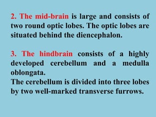 2. The mid-brain is large and consists of
two round optic lobes. The optic lobes are
situated behind the diencephalon.
3. The hindbrain consists of a highly
developed cerebellum and a medulla
oblongata.
The cerebellum is divided into three lobes
by two well-marked transverse furrows.
 