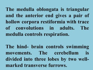The medulla oblongata is triangular
and the anterior end gives a pair of
hollow corpora restiformia with trace
of convolutions in adults. The
medulla controls respiration.
The hind- brain controls swimming
movements. The cerebellum is
divided into three lobes by two well-
marked transverse furrows.
 