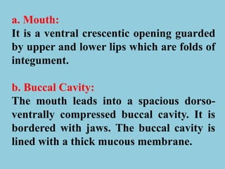 a. Mouth:
It is a ventral crescentic opening guarded
by upper and lower lips which are folds of
integument.
b. Buccal Cavity:
The mouth leads into a spacious dorso-
ventrally compressed buccal cavity. It is
bordered with jaws. The buccal cavity is
lined with a thick mucous membrane.
 