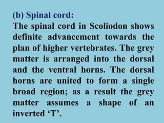 (b) Spinal cord:
The spinal cord in Scoliodon shows
definite advancement towards the
plan of higher vertebrates. The grey
matter is arranged into the dorsal
and the ventral horns. The dorsal
horns are united to form a single
broad region; as a result the grey
matter assumes a shape of an
inverted ‘T’.
 