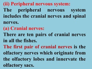 (ii) Peripheral nervous system:
The peripheral nervous system
includes the cranial nerves and spinal
nerves.
(a) Cranial nerves:
There are ten pairs of cranial nerves
in all the fishes.
The first pair of cranial nerves is the
olfactory nerves which originate from
the olfactory lobes and innervate the
olfactory sacs.
 