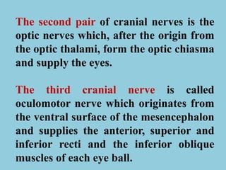 The second pair of cranial nerves is the
optic nerves which, after the origin from
the optic thalami, form the optic chiasma
and supply the eyes.
The third cranial nerve is called
oculomotor nerve which originates from
the ventral surface of the mesencephalon
and supplies the anterior, superior and
inferior recti and the inferior oblique
muscles of each eye ball.
 