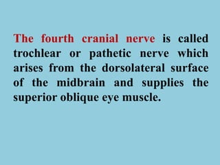 The fourth cranial nerve is called
trochlear or pathetic nerve which
arises from the dorsolateral surface
of the midbrain and supplies the
superior oblique eye muscle.
 