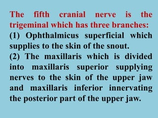 The fifth cranial nerve is the
trigeminal which has three branches:
(1) Ophthalmicus superficial which
supplies to the skin of the snout.
(2) The maxillaris which is divided
into maxillaris superior supplying
nerves to the skin of the upper jaw
and maxillaris inferior innervating
the posterior part of the upper jaw.
 