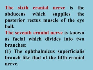 The sixth cranial nerve is the
abducens which supplies the
posterior rectus muscle of the eye
ball.
The seventh cranial nerve is known
as facial which divides into two
branches:
(1) The ophthalmicus superficialis
branch like that of the fifth cranial
nerve.
 