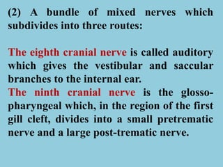 (2) A bundle of mixed nerves which
subdivides into three routes:
The eighth cranial nerve is called auditory
which gives the vestibular and saccular
branches to the internal ear.
The ninth cranial nerve is the glosso-
pharyngeal which, in the region of the first
gill cleft, divides into a small pretrematic
nerve and a large post-trematic nerve.
 