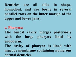 Denticles are all alike in shape,
homodont, and are borne in several
parallel rows on the inner margin of the
upper and lower jaws.
c. Pharynx:
The buccal cavity merges posteriorly
with the large pharynx lined by
endoderm.
The cavity of pharynx is lined with
mucous membrane containing numerous
dermal denticles.
 