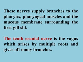 These nerves supply branches to the
pharynx, pharyngeal muscles and the
mucous membrane surrounding the
first gill slit.
The tenth cranial nerve is the vagus
which arises by multiple roots and
gives off many branches.
 