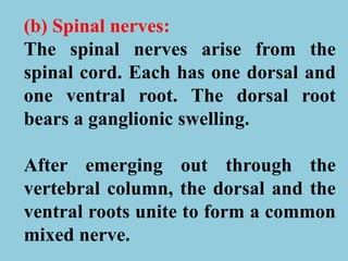 (b) Spinal nerves:
The spinal nerves arise from the
spinal cord. Each has one dorsal and
one ventral root. The dorsal root
bears a ganglionic swelling.
After emerging out through the
vertebral column, the dorsal and the
ventral roots unite to form a common
mixed nerve.
 