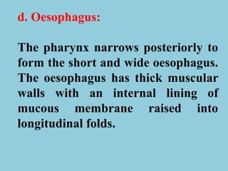 d. Oesophagus:
The pharynx narrows posteriorly to
form the short and wide oesophagus.
The oesophagus has thick muscular
walls with an internal lining of
mucous membrane raised into
longitudinal folds.
 