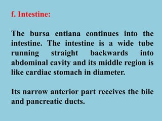 f. Intestine:
The bursa entiana continues into the
intestine. The intestine is a wide tube
running straight backwards into
abdominal cavity and its middle region is
like cardiac stomach in diameter.
Its narrow anterior part receives the bile
and pancreatic ducts.
 