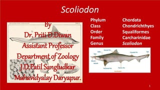 Scoliodon
Phylum
Class
Order
Family
Genus
Chordata
Chondrichthyes
Squaliformes
Carcharinidae
Scoliodon
1
By
Dr. Priti D.Diwan
Assistant Professor
Department of Zoology
J.D.Patil Sangludkar
Mahavidyalay Daryapur.
 