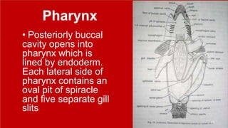 Pharynx
• Posteriorly buccal
cavity opens into
pharynx which is
lined by endoderm.
Each lateral side of
pharynx contains an
oval pit of spiracle
and five separate gill
slits
10
 