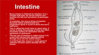 Intestine
•
•
•
Bursa entiana is followed by intestine. It is a
straight wide tube. Its narrow anterior part
receives the bile and secretions of pancreatic
ducts.
In scoliodon, the mucus lining of intestine
becomes folded anticlockwise into a
longitudinal spiral or scroll of about two and a
half turns.
This is called the scroll valve or spiral valve. It
serves to delay the passage of food and offers
increased surface for absorption like the
typhlosole of earthworm.
•
•
The last part of intestine is called rectum. It is
a short and narrow tube opening behind
through anus into the ventral cloaca.
A small finger-like cloecal or rectal gland of
unknown function opens dorsally into the
rectum
13
 