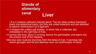 Glands of
alimentary
canal
Liver
• It is a massive yellowish bilobed gland. The two lobes extend backward
freely into abdominal cavity, but they are united anteriorly and are attached
to septum transversum by a ligament.
• A V-shaped thin walled gall bladder, in which bile is collected, lies
embedded in the right lobe of liver.
• A narrow bile duct, about 3 cm long, leaves the gall bladder and opens into
the anterior end of the intestine.
• Bile duct also receives branches from the lobes of liver. It secretes bile,
stores glycogen and fat and destroys worn out erythrocytes of blood
14
 