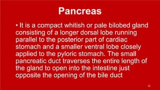 Pancreas
• It is a compact whitish or pale bilobed gland
consisting of a longer dorsal lobe running
parallel to the posterior part of cardiac
stomach and a smaller ventral lobe closely
applied to the pyloric stomach. The small
pancreatic duct traverses the entire length of
the gland to open into the intestine just
opposite the opening of the bile duct
15
 