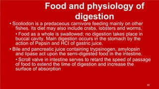 Food and physiology of
digestion
• Scoliodon is a predaceous carnivore feeding mainly on other
fishes. Its diet may also include crabs, lobsters and worms.
• Food as a whole is swallowed; no digestion takes place in
buccal cavity. Main digestion occurs in the stomach by the
action of Pepsin and HCI of gastric juice.
• Bile and pancreatic juice containing trypsinogen, amylopsin
and lipase act upon the semi-digested food in the intestine.
• Scroll valve in intestine serves to retard the speed of passage
of food to extend the time of digestion and increase the
surface of absorption
18
 