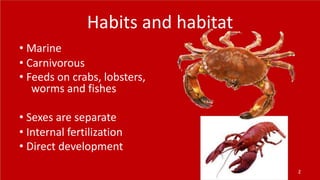 Habits and habitat
• Marine
• Carnivorous
• Feeds on crabs, lobsters,
worms and fishes
• Sexes are separate
• Internal fertilization
• Direct development
2
 