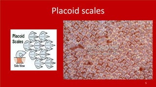 Placoid scales
5
 