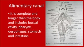 Alimentary canal
• It is complete and
longer than the body
and includes buccal
cavity, pharynx,
oesophagus, stomach
and intestine.
7
 