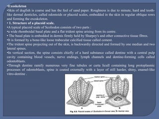 •Exoskeleton
•Skin of dogfish is coarse and has the feel of sand paper. Roughness is due to minute, hard and tooth-
like dermal denticles, called odontoids or placoid scales, embedded in the skin in regular oblique rows
and forming the exoskeleton.
• 1. Structure of a placoid scale.
•A typical placoid scale of Scoliodon consists of two parts :
•a wide rhomboidal basal plate and a flat trident spine arising from its centre.
• The basal plate is embedded in dermis firmly held by Sharpey's and other connective tissue fibres.
•It is formed by a bone-like loose trabecular calcified tissue called cement.
•The trident spine projecting out of the skin, is backwardiy directed and formed by one median and two
lateral spines.
•In vertical section, the spine consists chiefly of a hard substance called dentine with a central pulp
cavity containing blood vessels, nerve endings, lymph channels and dentine-forming cells called
odontoblasts.
•Through dentine ramify numerous very fine tubules or carta licull containing long protoplasmic
processes of odontoblasts, spine is coated externally with a layer of still harder, shiny, enamel-like
vitro-dentine .
 