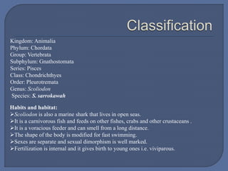 Kingdom: Animalia
Phylum: Chordata
Group: Vertebrata
Subphylum: Gnathostomata
Series: Pisces
Class: Chondrichthyes
Order: Pleurotremata
Genus: Scoliodon
Species: S. sarrokawah
Habits and habitat:
Scoliodon is also a marine shark that lives in open seas.
It is a carnivorous fish and feeds on other fishes, crabs and other crustaceans .
It is a voracious feeder and can smell from a long distance.
The shape of the body is modified for fast swimming.
Sexes are separate and sexual dimorphism is well marked.
Fertilization is internal and it gives birth to young ones i.e. viviparous.
 