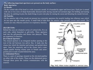 The following important apertures are present on the body surface:
Body Apertures:
(i) Mouth:
On the ventral side of the head is a wide crescentic mouth. It is bounded by upper and lower jaws. Each jaw is armed
with one or two rows of sharp backwardly directed teeth, having smooth not-serrated edges for holding and tearing
the prey. In catching its prey the shark brings its jaws into play by raising the snout and thrusting the mouth forward.
(ii) Nostrils:
On the anterior side of the mouth are present two crescentic apertures the nostrils leading into olfactory sacs which
do not open into the mouth cavity. A small fold of skin from the anterior edge partially covers each nostril. The
nostrils are only olfactory and have no respiratory function.
(iii) Gill-Clefts:
Behind the eyes are situated a series of vertical slits, five on
each side, called branchial or gill-clefts. These apertures
lead into the gill-pouches and thence into pharynx. These
are respiratory in function.
(iv) Cloacal Aperture:
The cloacal aperture is an elongated median opening at the
root of the tail between two pelvic fins. It leads into the
cloaca into which the intestine and urinary and genital ducts
open. Anus lies anteriorly and in the cloaca and a cone-
shaped papilla bearing urinary pore in female and urino-
genital pore in male located behind the anus.
(v) Abdominal Pores:
There is a pair of openings situated on the elevated papillae
on either side of the cloaca. These are the abdominal pores.
Through these pores the coelom communicates with the
exterior.
 