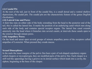 (vi) Caudal Pit:
At the root of the tail, just in front of the caudal fins, is a small dorsal and a ventral shallow
depressions, the caudal pits. The caudal pits are the characteristic feature of the genus Dogfish
(Scoliodon).
(vii) Lateral Line and Pores:
A faint line runs on either side of the body extending from the head to the posterior end of the
tail, this is called the lateral line. It marks the position of an underlying canal which runs along
each side of the body and contains special receptor organs. The lateral line canal extends
anteriorly into the head where it branches into several canals; at intervals these canals open to
the exterior through minute pores.
(viii) Ampullary Pores:
On the head and snout open several groups of minute ampullary pores of the receptors called
ampullae of Lorenzini. When pressed they exude mucus.
Sexual Dimorphism:
In the male the inner margins of the pelvic fins bear a pair of rod-shaped copulatory organs
called claspers or myxopterygia, they are modified parts of the pelvic fins. Each clasper is a
stiff rod-like appendage having a groove on its dorsal surface which leads into a cavity, the
siphon, beginning at the base of the clasper.
 