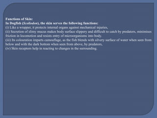 Functions of Skin:
In Dogfish (Scoliodon), the skin serves the following functions:
(i) Like a wrapper, it protects internal organs against mechanical injuries,
(ii) Secretion of slimy mucus makes body surface slippery and difficult to catch by predators, minimises
friction in locomotion and resists entry of microorganisms into body.
(iii) Its colouration imparts camouflage, as the fish blends with silvery surface of water when seen from
below and with the dark bottom when seen from above, by predators,
(iv) Skin receptors help in reacting to changes in the surrounding.
 